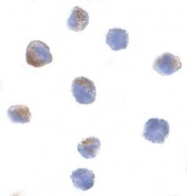 NBP1-77222 - Cullin-9
