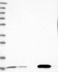 NBP1-84297 - PCBD1