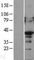 NBL1-14143 - PCBP2 Lysate