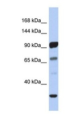 NBP1-59258 - PCDHA10