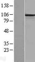NBL1-14163 - PCDHB6 Lysate