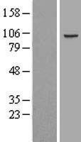 NBL1-14172 - PCDHGC5 Lysate