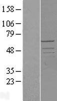 NBL1-14195 - PCTAIRE2 Lysate