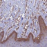 NBP1-92249 - CDK18 / PCTK3