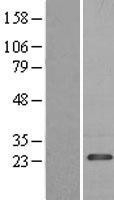 NBL1-14201 - PDAP1 Lysate