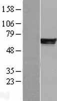 NBL1-14219 - PDE4B Lysate