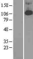 NBL1-14220 - PDE4B Lysate