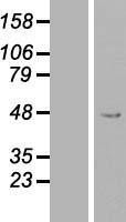NBL1-14297 - PEX13 Lysate
