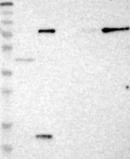 NBP1-87294 - PFDN1