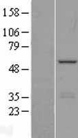 NBL1-12009 - PHF22 Lysate