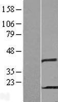 NBL1-14372 - PHPT1 Lysate