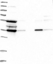 NBP1-87274 - TP53I3