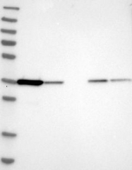 NBP1-87275 - TP53I3