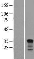 NBL1-17206 - PIG3 Lysate