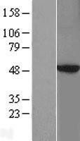 NBL1-14768 - PKA 2 beta Lysate