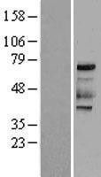 NBL1-10176 - PKR Lysate