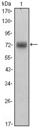 NBP1-51632 - ZBTB16