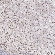 NBP1-80894 - ZBTB16