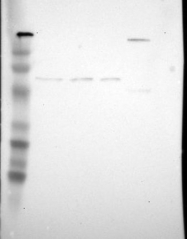 NBP1-80894 - ZBTB16