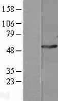 NBL1-14572 - POLG2 Lysate
