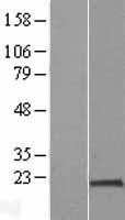 NBL1-14650 - PPIH Lysate