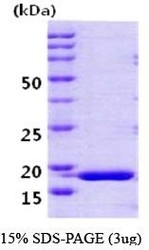 NBC1-18434 - Cyclophilin H / PPIH
