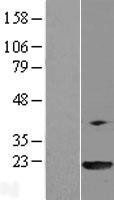 NBL1-14653 - PPIL3 Lysate