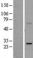 NBL1-14696 - PPP2R2D Lysate