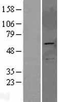 NBL1-14761 - PRKAG2 Lysate