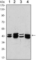 NBP1-51597 - PRMT6 / HRMT1L6
