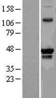 NBL1-14798 - PRMT8 Lysate