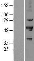 NBL1-14817 - PRP19 Lysate