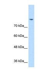 NBP1-59715 - DLG2 / PSD93