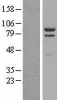 NBL1-09911 - PSD95 Lysate