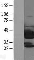 NBL1-17458 - PTK9 Lysate