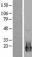 NBL1-14960 - PTP4A2 Lysate