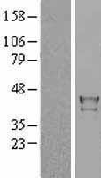 NBL1-14977 - PTPN7 Lysate