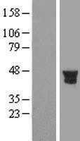 NBL1-14978 - PTPN7 Lysate