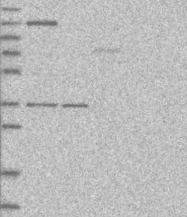 NBP1-86554 - CD111 / Nectin 1
