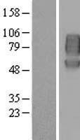 NBL1-15005 - PVRL1 Lysate