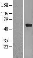NBL1-10359 - Pea3 Lysate