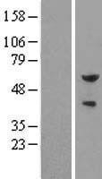 NBL1-10360 - Pea3 Lysate