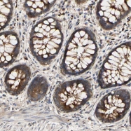 NBP1-84428 - Myomegalin