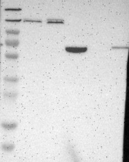 NBP1-84427 - Myomegalin