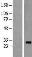 NBL1-15244 - Pirh2 Lysate
