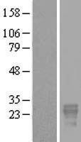 NBL1-14062 - Placental Protein 14 / Glycodelin A Lysate