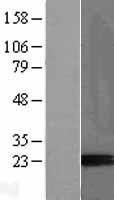 NBL1-14063 - Placental Protein 14 / Glycodelin A Lysate
