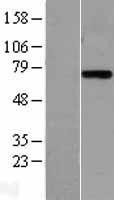 NBL1-12359 - Plasma Kallikrein 1B Lysate