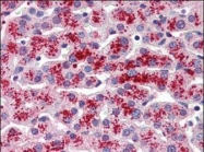 NBP1-50308 - Transthyretin / Prealbumin