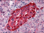 NBP1-50256 - Transthyretin / Prealbumin